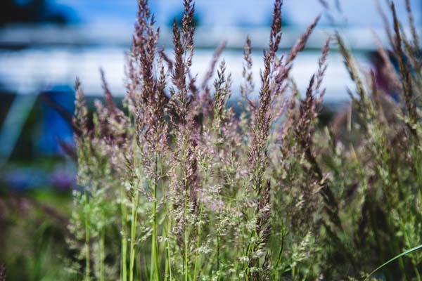 Feather Reed Grass 'Avalanche' 3 Gallon