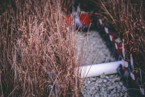 Sedge 'Red Rooster' Quart