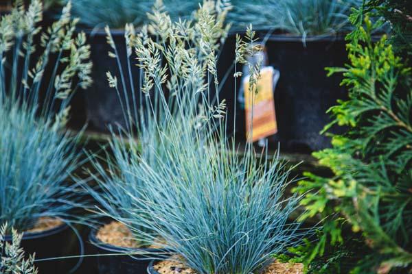 Blue Fescue Grass 'Elijah Blue' 2 Gallon