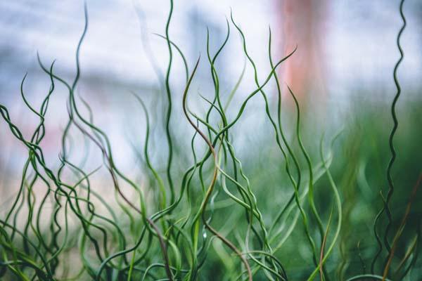 Juncus Grass 'Big Twister' Quart