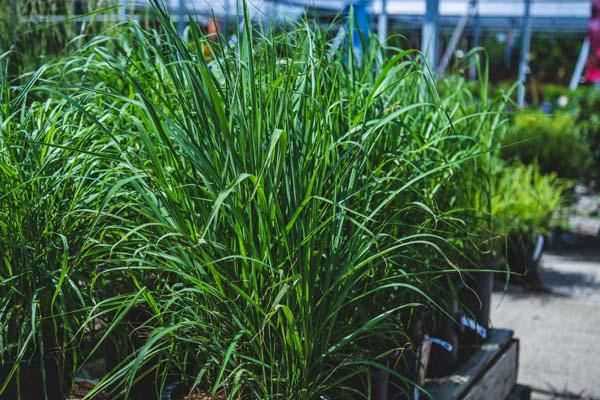 Maiden Grass 'Purparescens' 3 Gallon