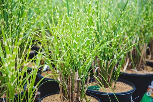 Porcupine Grass 'Strictus' 3 Gallon