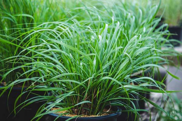 Switch Grass 'Shenandoah' 3 Gallon