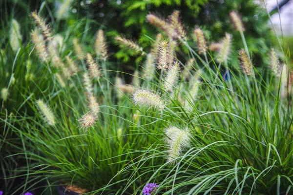 Fountain Grass 'Little Bunny' 3 Gallon