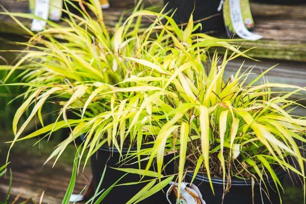 Japanese Forest Grass 'All Gold' 1 Gallon
