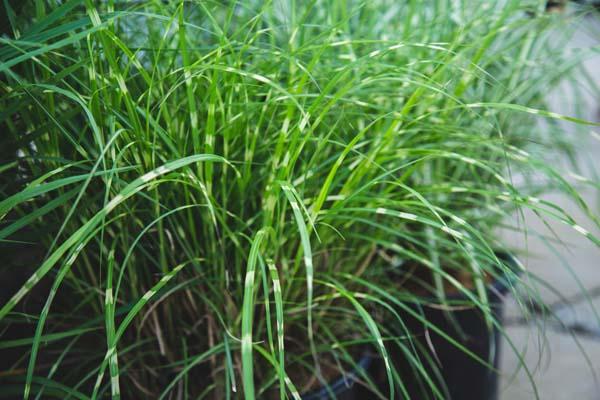 Dwarf Zebra Grass 'Little Zebra' 3 Gallon