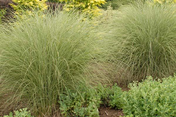 Maiden Grass 'Morning Light' 7 Gallon