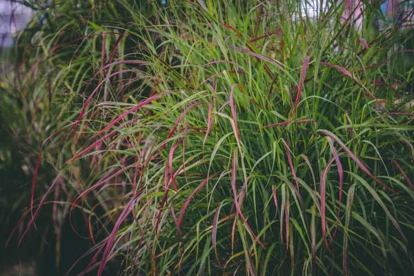 Switch Grass Ruby Ribbons&trade; 3 Gallon
