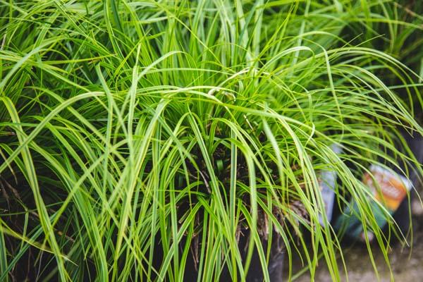 Sedge Evercolor&reg; Everlime 2 Gallon