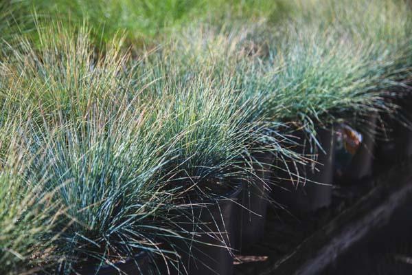 Blue Fescue Grass 'Boulder Blue' 2 Gallon