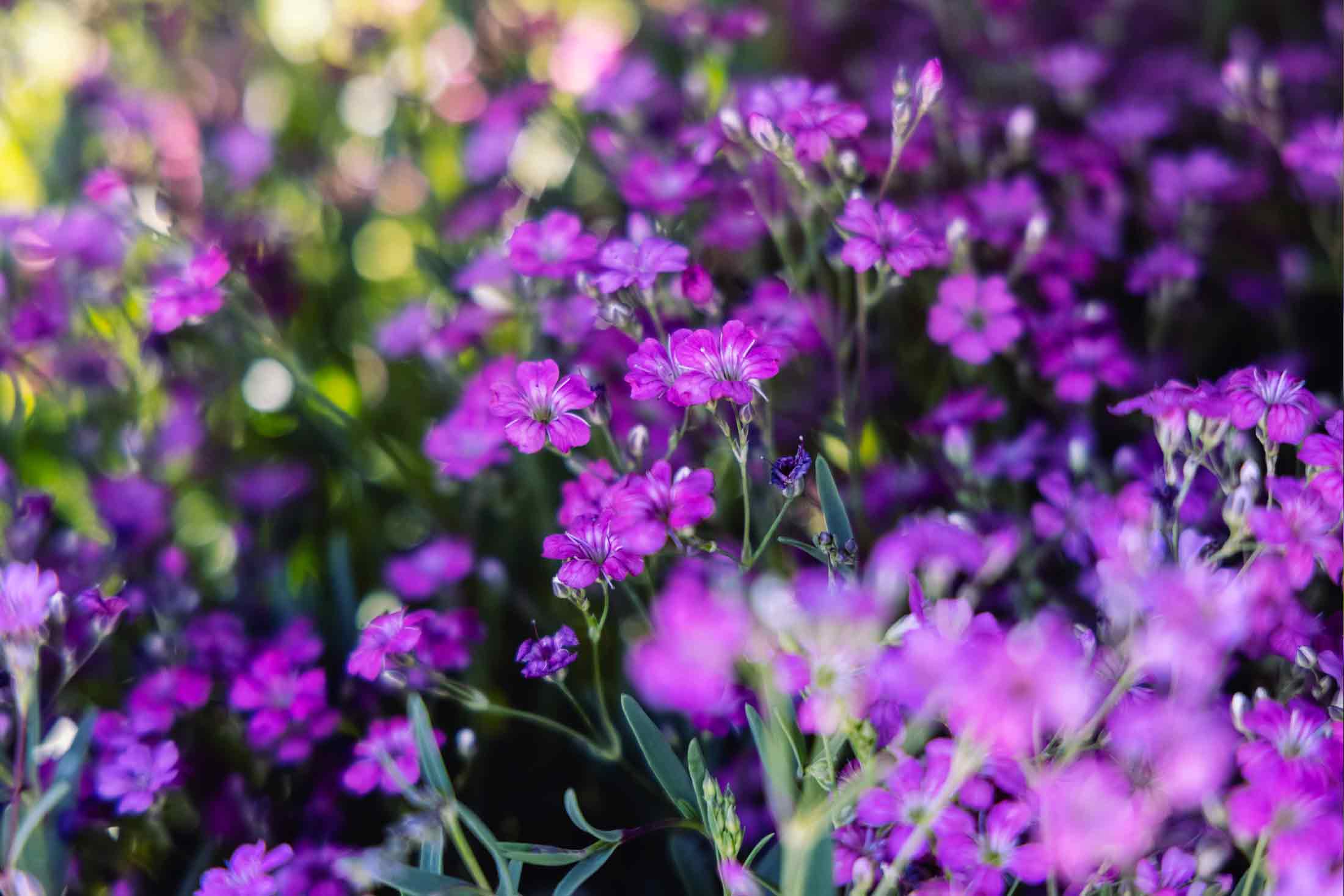 Creeping Baby's Breath 'Filou Rose' Quart