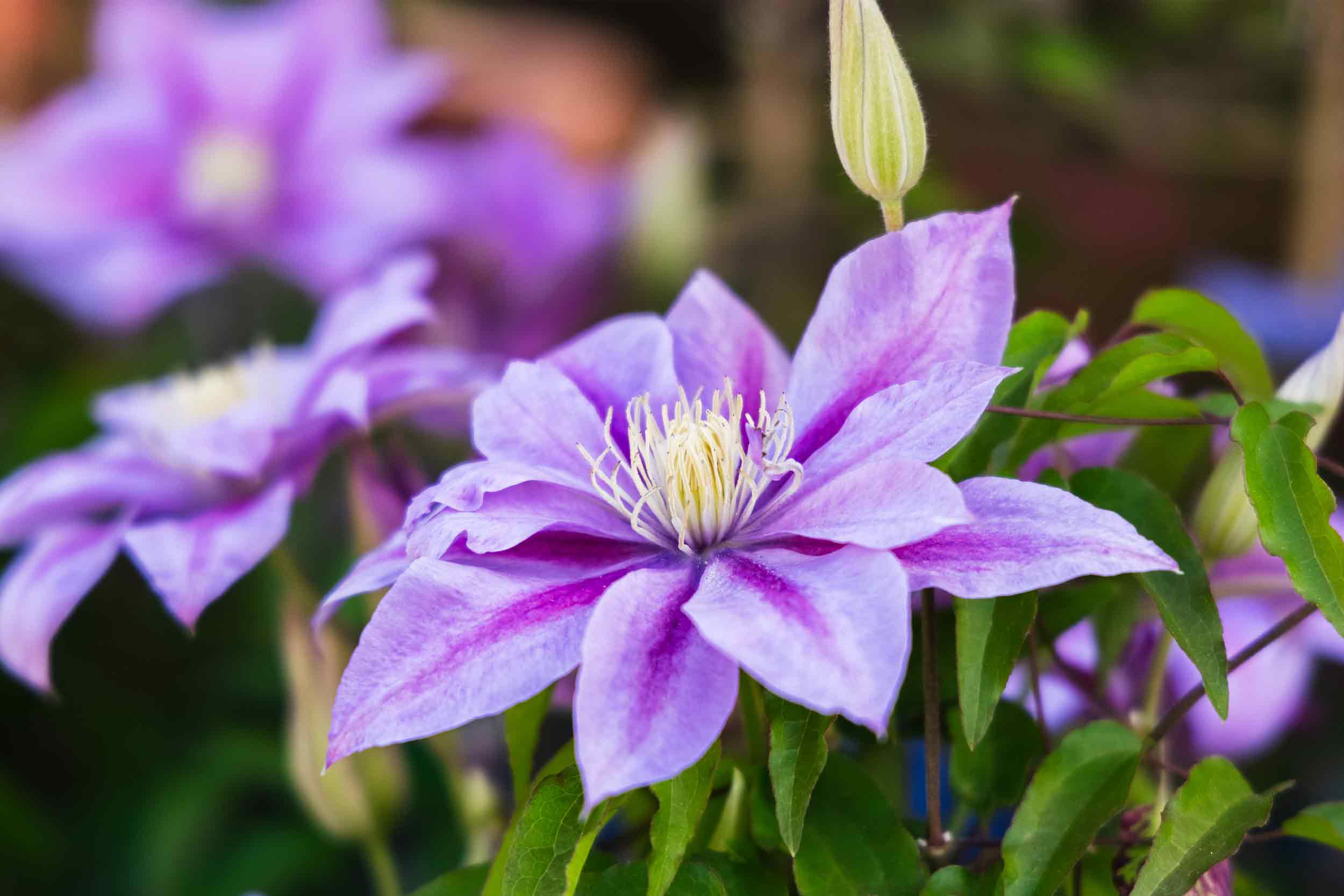 Clematis 'Volunteer' 2 Gallon