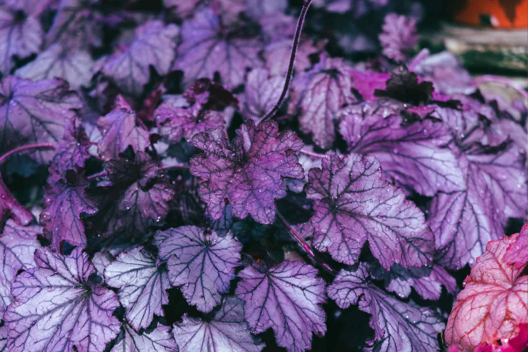 Coral Bells 'Spellbound' 2 Gallon