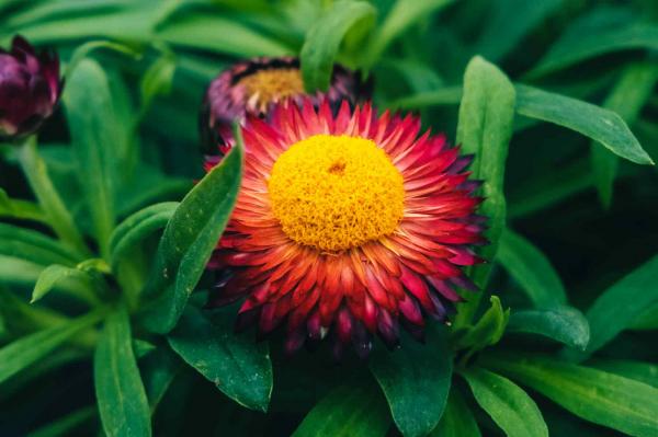 Strawflower Dreamtime&reg; Jumbo Red Quart