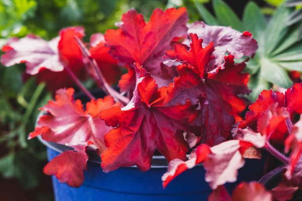 Coral Bells 'Forever Red' 2 Gallon