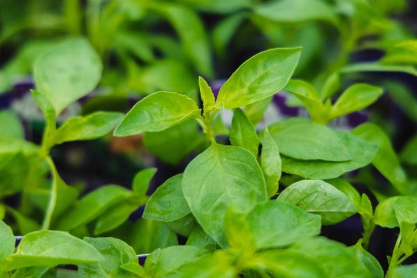 Basil 'Lime' 3.5 Inch