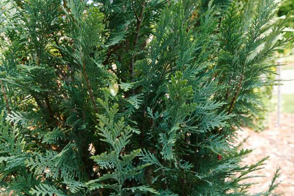 False Cypress Pinpoint&reg; Blue 3 Gallon