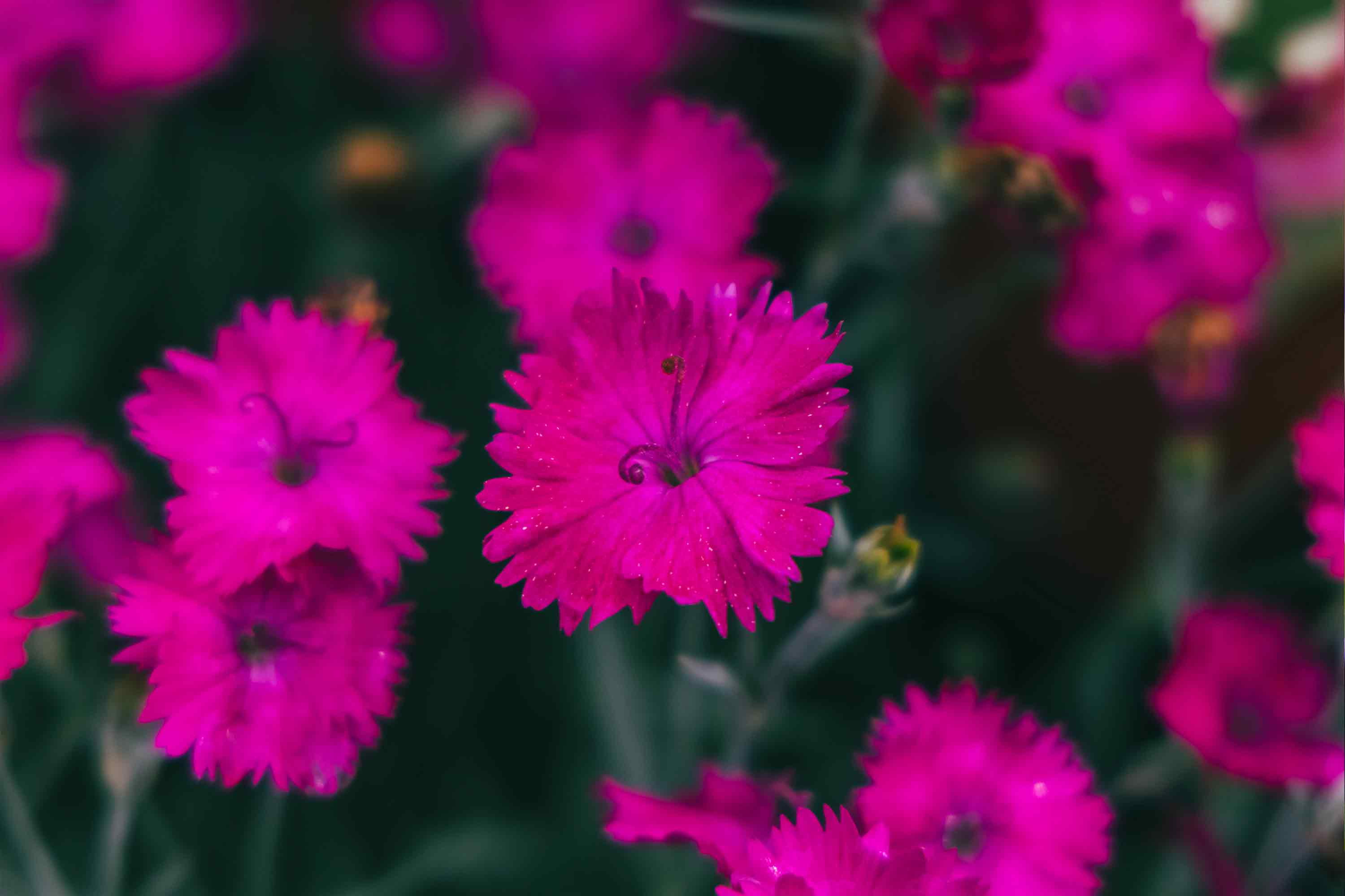 Dianthus 'Neon Star' 1 Gallon