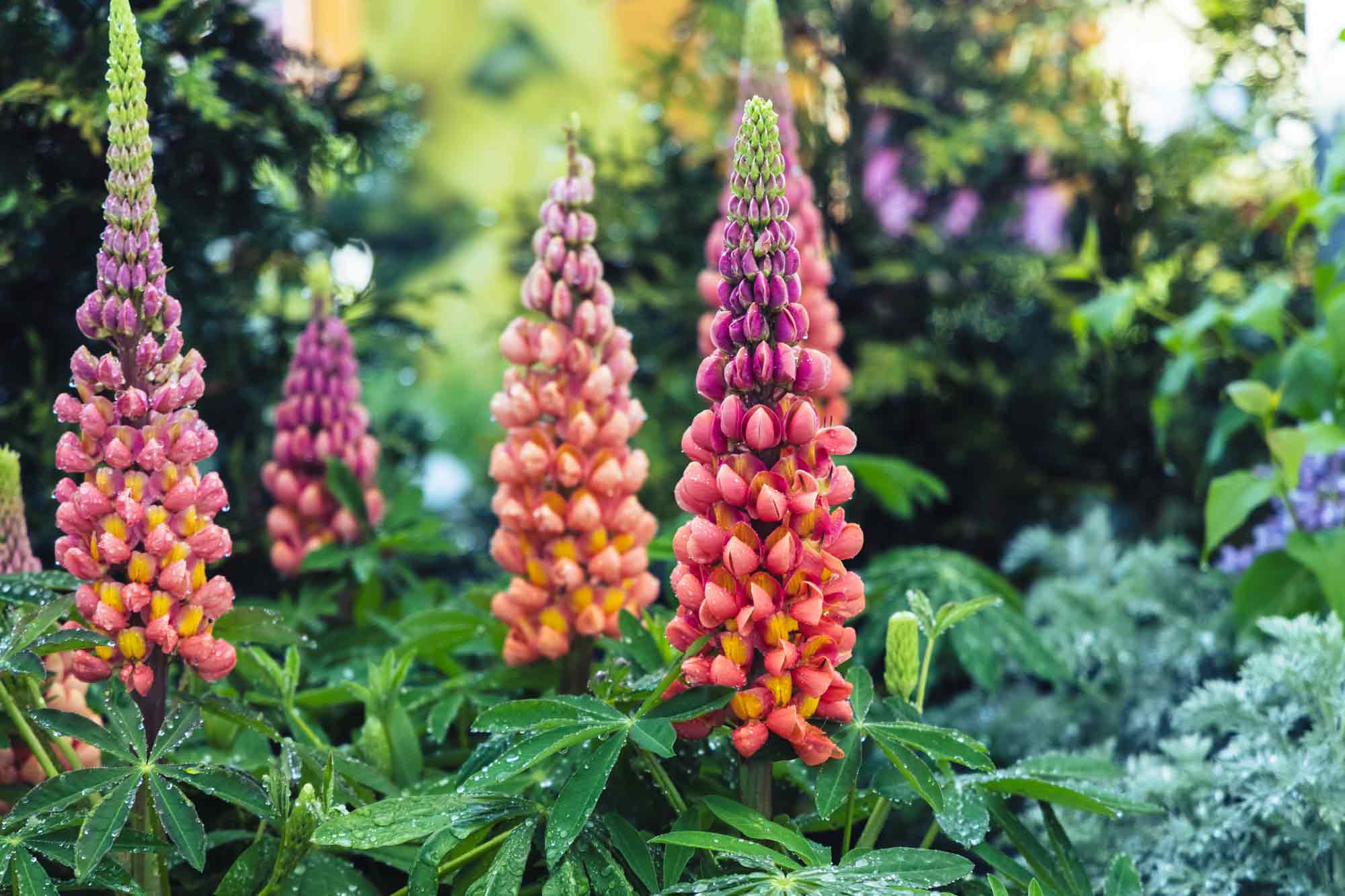 Lupines