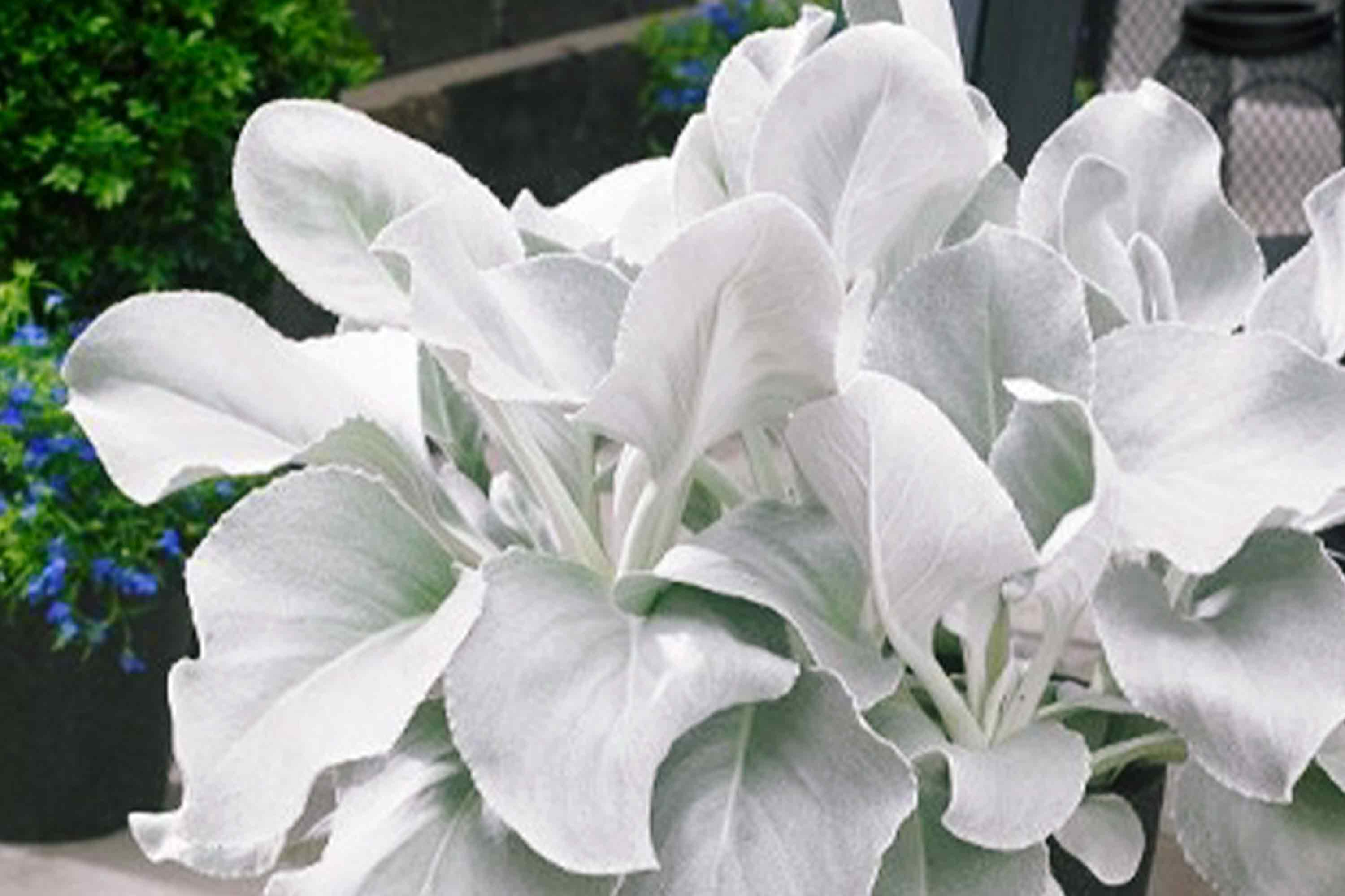 Senecio 'Angel Wings' Quart