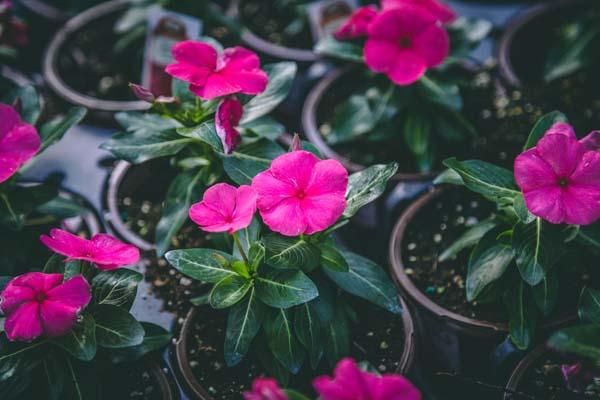 Flowering Vinca Cora&reg; Punch 4in