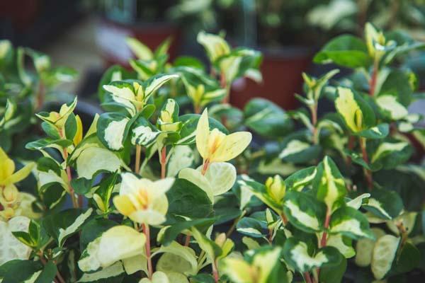 Vinca Vine 'Wojo's Gem' Quart