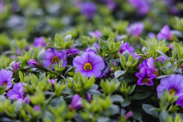 Superbells&reg; 'Miss Lilac' Quart