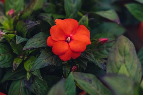 New Guinea Impatiens Harmony&reg; Orange Blaze 8"