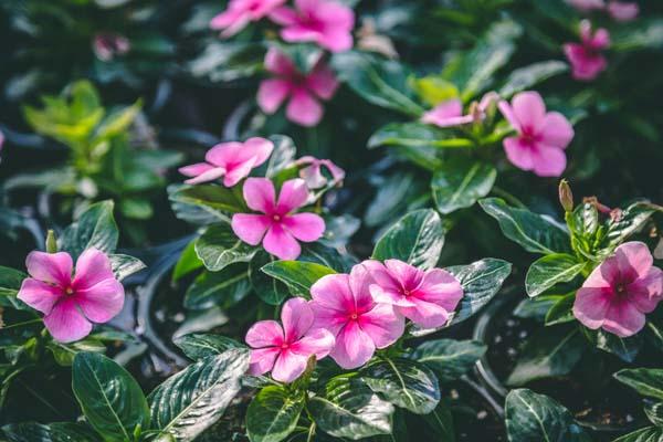 Flowering Vinca Cora&reg; Strawberry 4"
