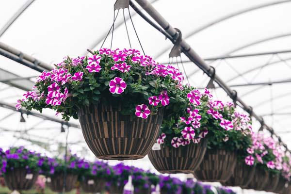 Supertunia&reg; Lovie Dovie&trade; 12" Hanging Basket