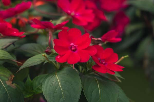 SunPatiens&reg; Compact Rose Glow Quart