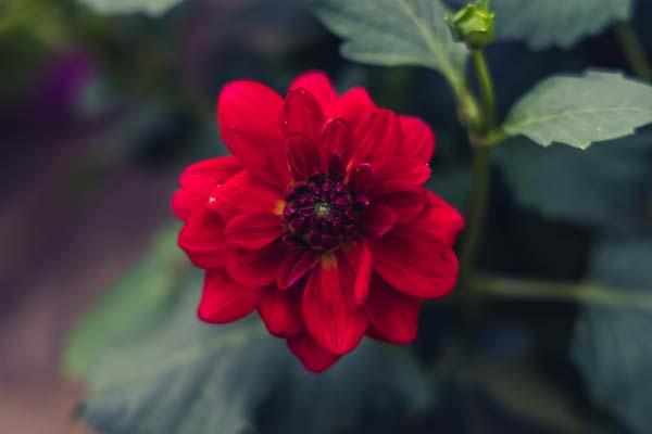 Dahlia 'XXL Cancun' 8"