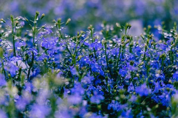 Lobelia Laguna&reg; Sky Blue Quart