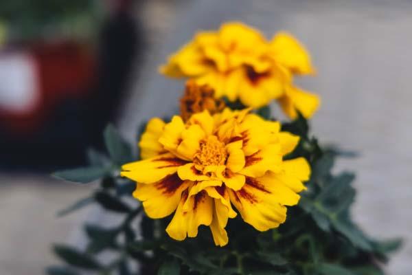 Marigold Durango&reg; Bolero Cell Pack