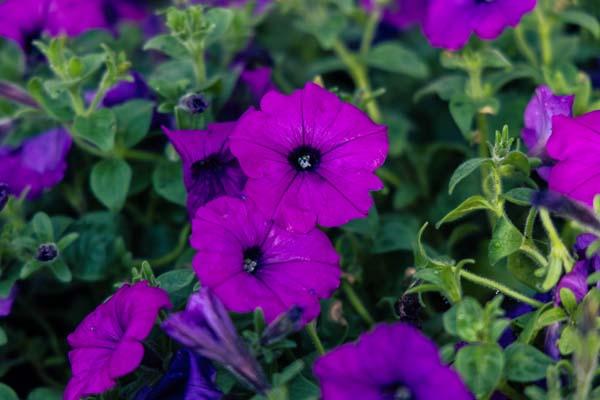 Easy Wave&reg; Petunia Violet 4"
