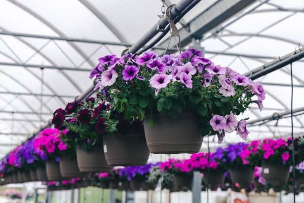 Easy Wave&reg; Petunia Assorted 10" Hanging Basket