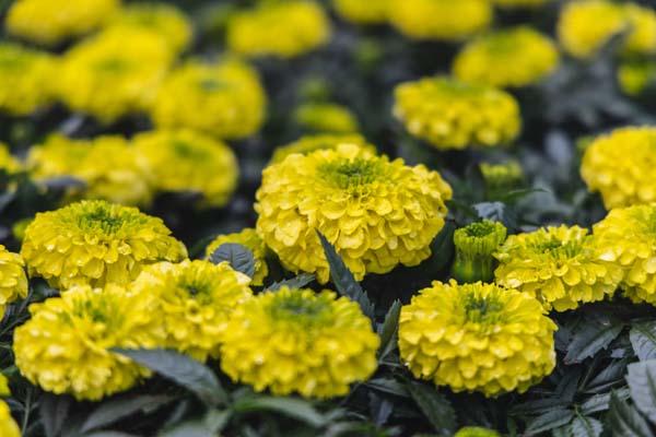 Marigold inca II&reg; Yellow Cell Pack