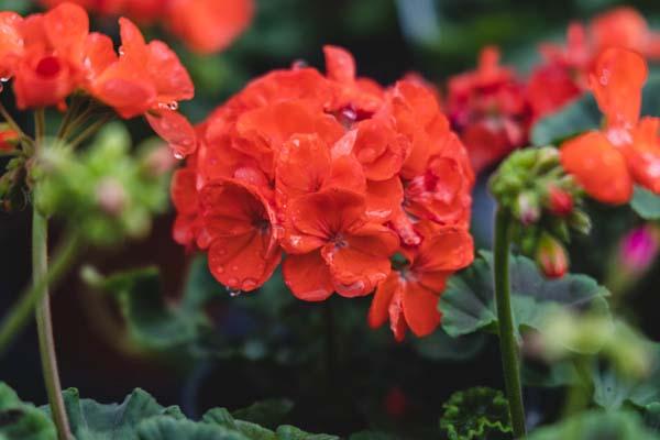 Zonal Geranium Assorted Coral/Orange Quart