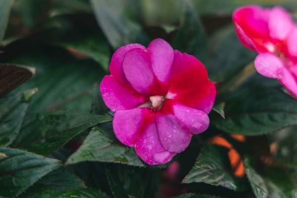 New Guinea Impatiens Harmony&reg; Marshmallow Cream 8"