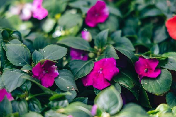 Impatiens Beacon&reg; 'Violet Shades' 4"