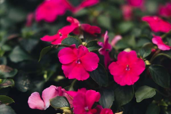 Impatiens Beacon&reg; 'Rose' 4"