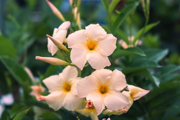 Mandevilla Sun Parasol&reg; Apricot 10"