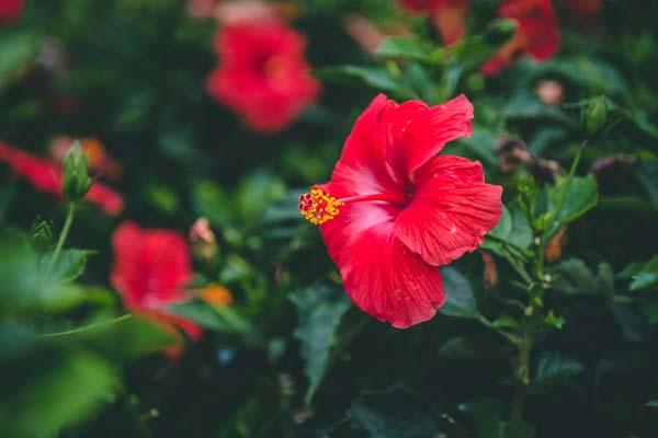 Tropical Hibiscus 'Red' 10"