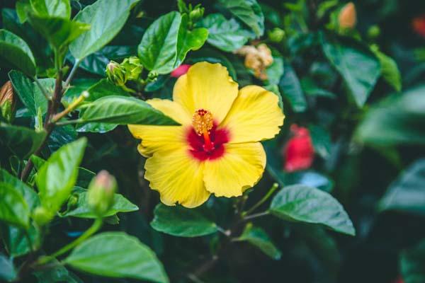 Tropical Hibiscus 'Yellow' Standard 10"
