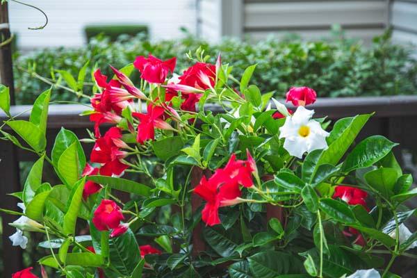 Mandevilla Red & White Combo 10"