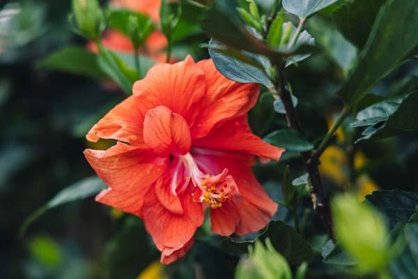Tropical Hibiscus 'Orange' Braid 10"