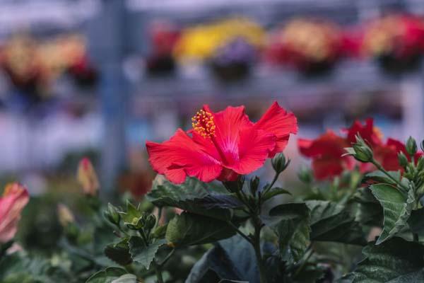 Tropical Hibiscus 'Red' Standard 10"