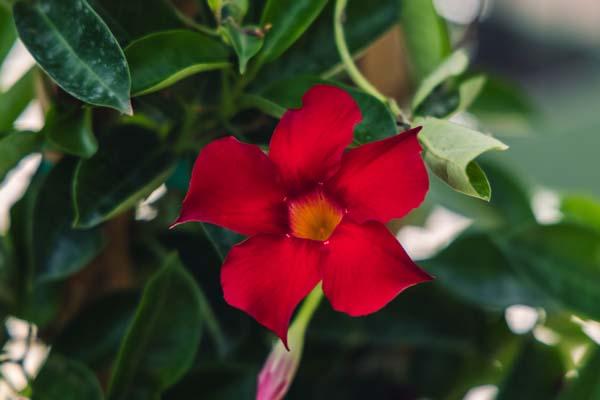 Mandevilla Sun Parasol&reg; Pretty Deep Red 10"