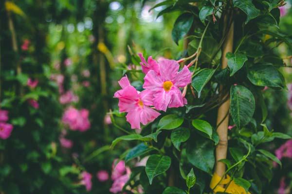 Mandevilla Assorted Teepee 17"