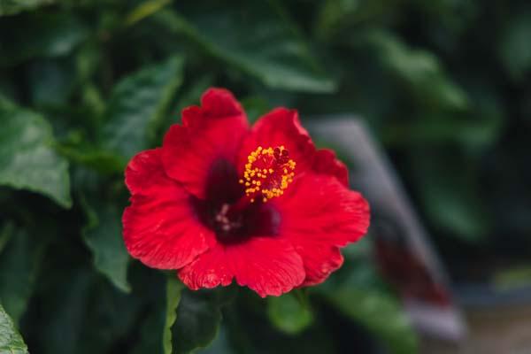 Tropical Hibiscus Hot Shot&trade; 10"